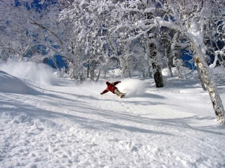  snowboard en el bosque 